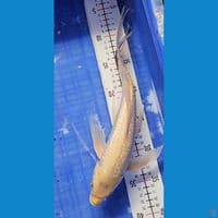 kumpay ginrin 35cm