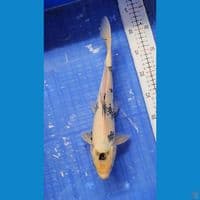 shiro tategoi 35cm
