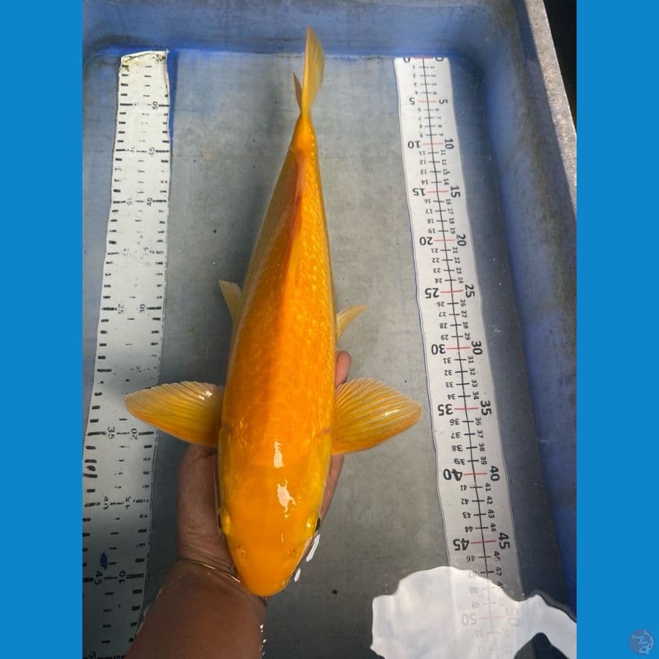 karashi ginrin 42 male