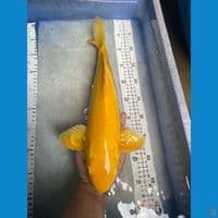 karashi 42 cm