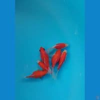 tamasaba longtail sodtail 910cm