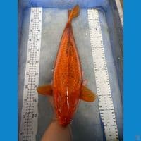 caramel chagoi ginrin 45 cm