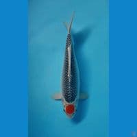 TANCO GOSHIK ORIGINAL 36cm
