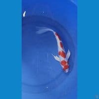 35cm kikushui kumpay