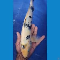 35cm shiro tategoi