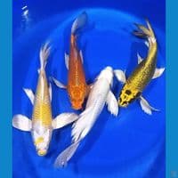 SPESIAL MIX KUMPAY 30-32CM 
