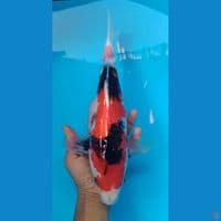 showa 35cm