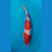 kohaku 41cm