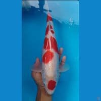 maruten 36cm