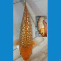 karamel ginrin 29cm