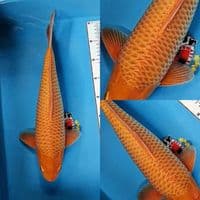 Kawarimono jantan 45 cm