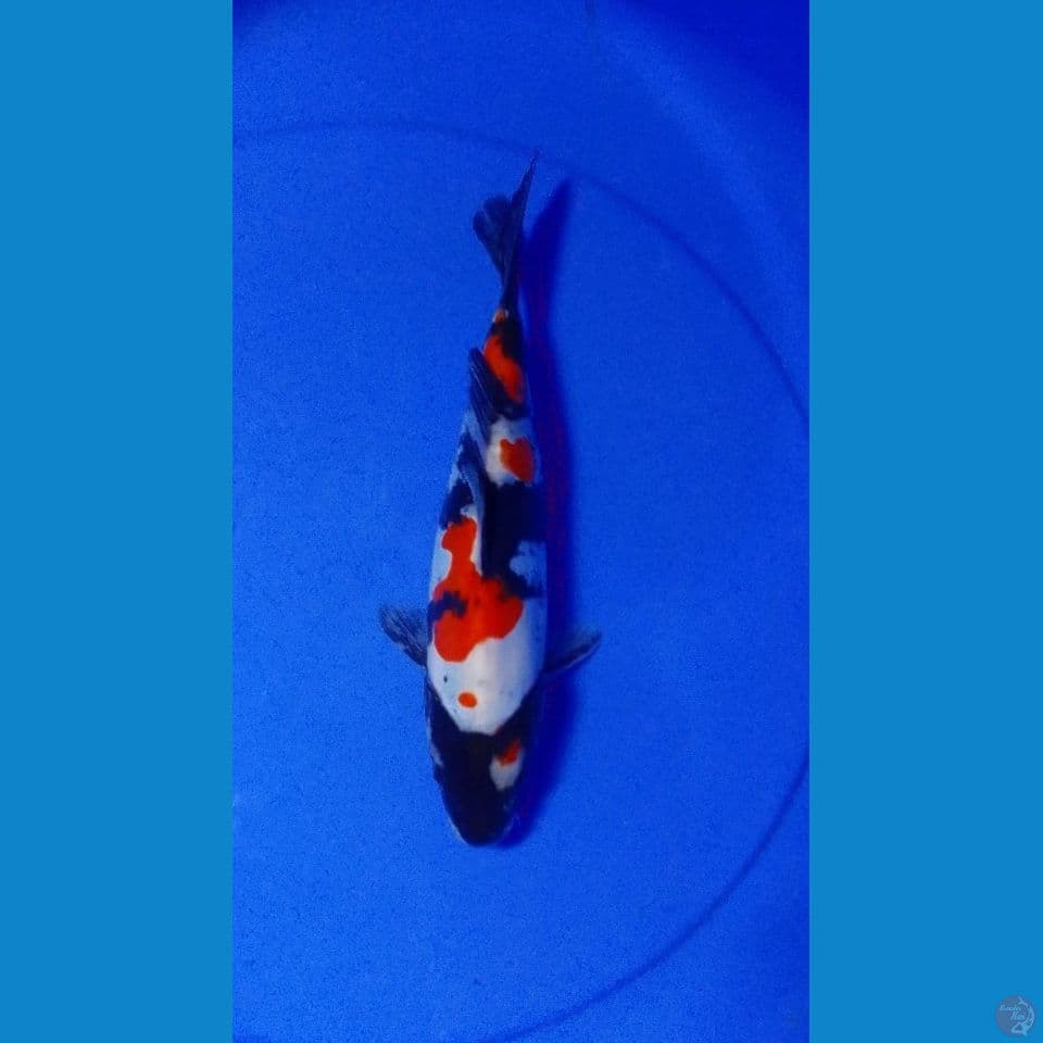 showa doitsu 27cm