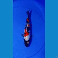 showa doitsu 27cm