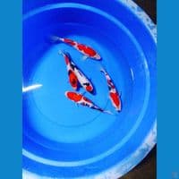 mix 5ekor 23,25cm 