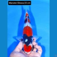 showa 23 cm