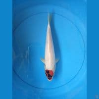 tc showa 23cm