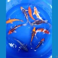 mix antikan 25-30cm