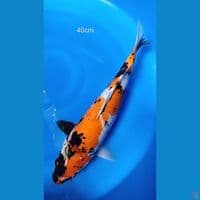 Jumbo Showa 40cm