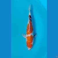 showa 32cm.m
