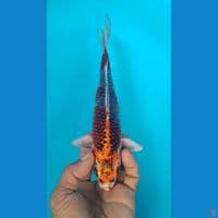 beni gingga 22cm
