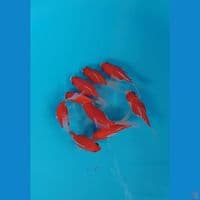 tamasaba 9 10 cm longtail