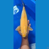 karashi 37 cm