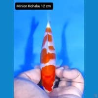 minion kohaku 12cm