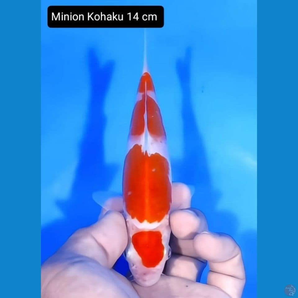 minion kohaku 14cm