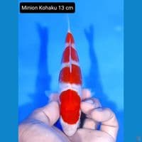 minion kohaku 13cm