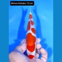 minion kohaku 15cm