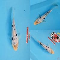 Shiro Doitsu 15 cm