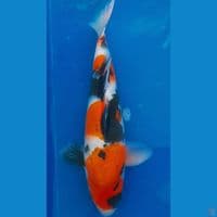 showa 45cm