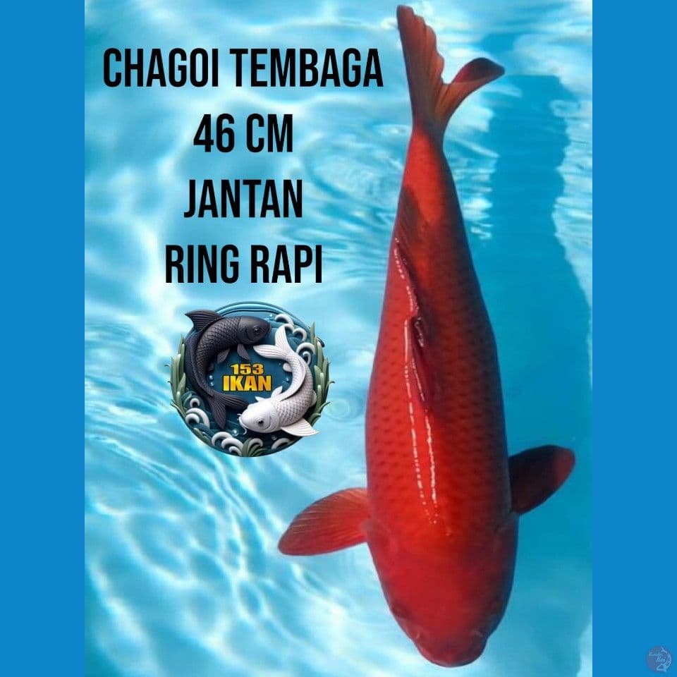 CHAGOI TEMBAGA