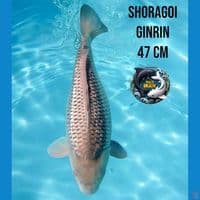 SORAGOI GINRIN