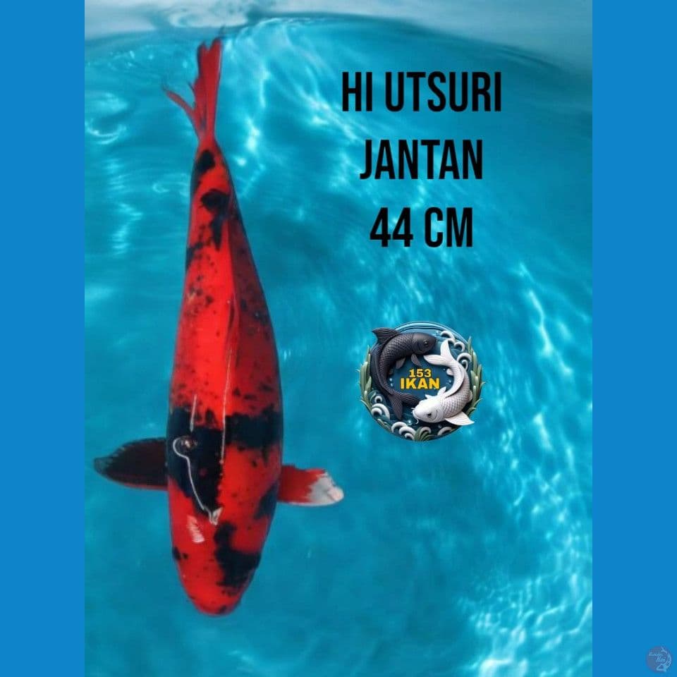HI UTSURI