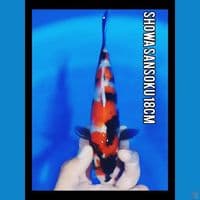 showa sansoku 18cm