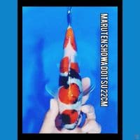 showa doitsu murni male 22cm