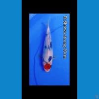 tc showa tategoi 20cm