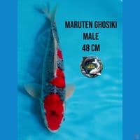 Maruten Goshiki