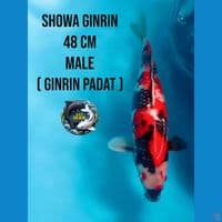 showa ginrin ginrin padat
