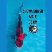 Showa Doitsu