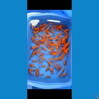 Doitsu Benigoi tembus perut 100pcs