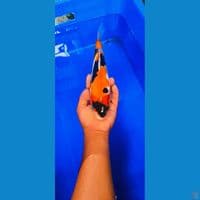SHOWA DOITSU MURNI 29CM