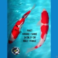 paket kohaku sanke