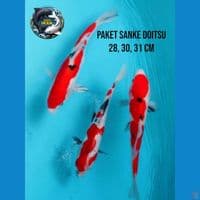 paket sanke doitsu 