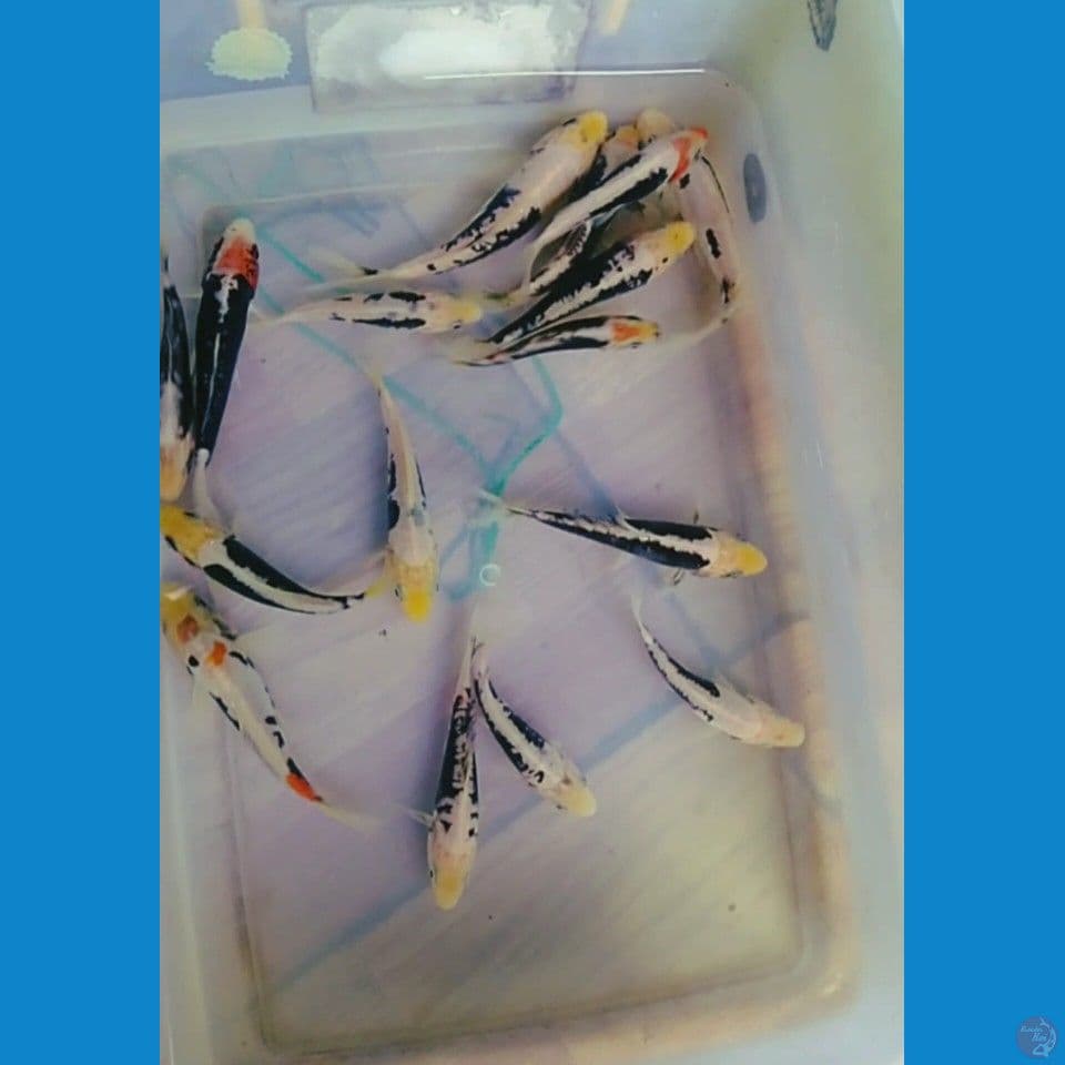 paket baby kumonryu 10-15cm
