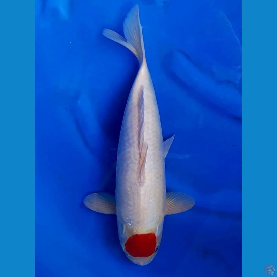 36cm Male - Tancho Kohaku Ori Bersih
