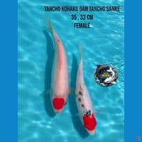 tancho kohaku dan tancho sanke