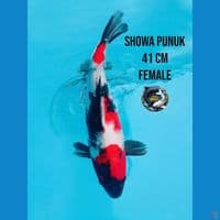 showa punuk bulky