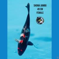 showa jumbo hitam pekat